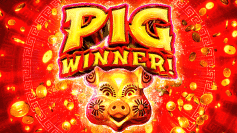 Pig Winner 