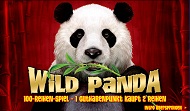 Wild Panda